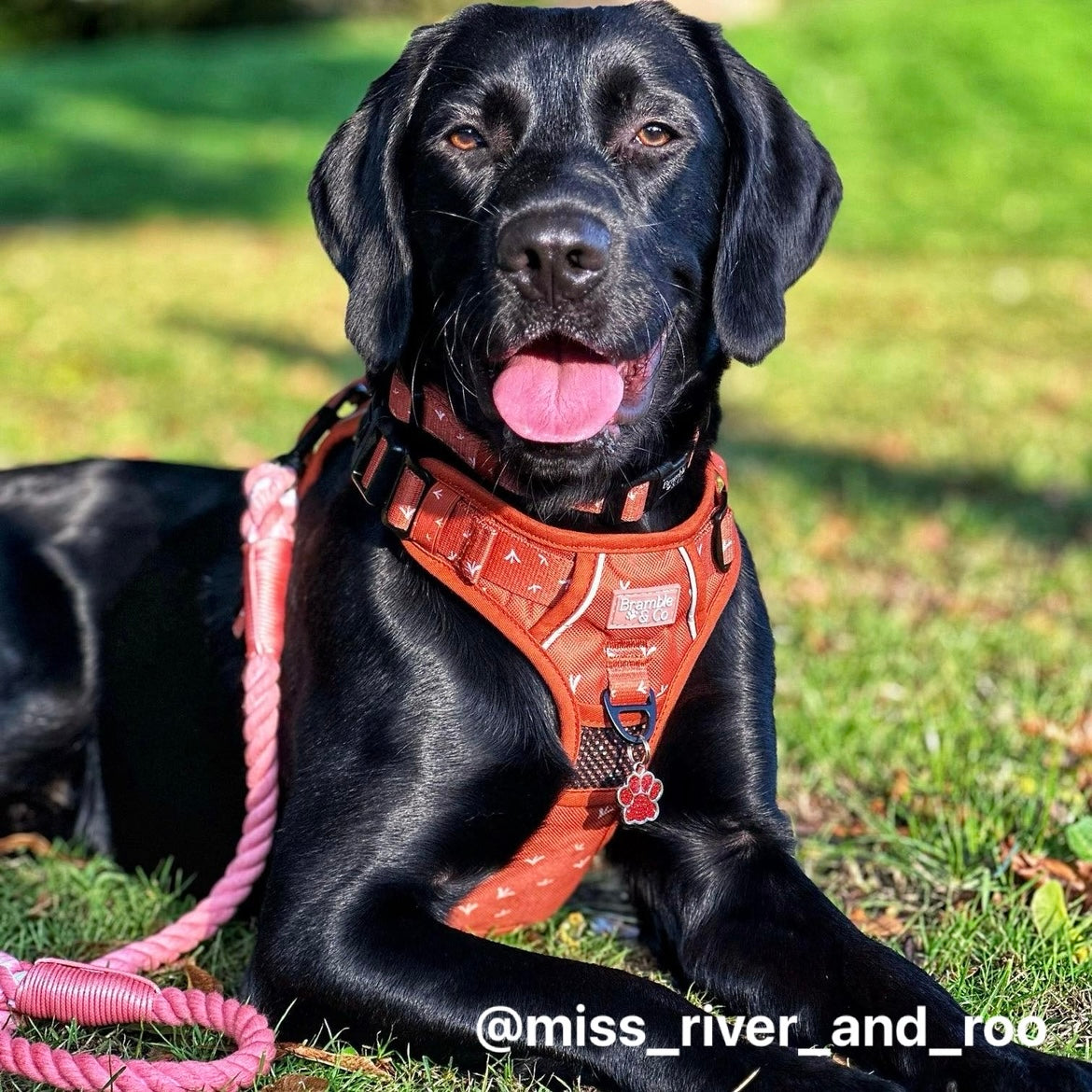 Bramble & Co Orange Twist Rope Lead